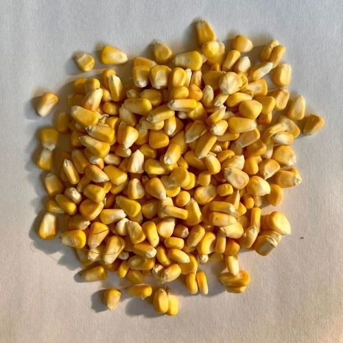 Sweet Maize Seeds