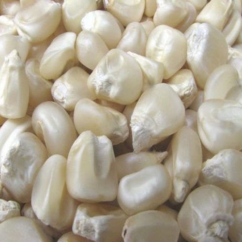 White Maize Seeds