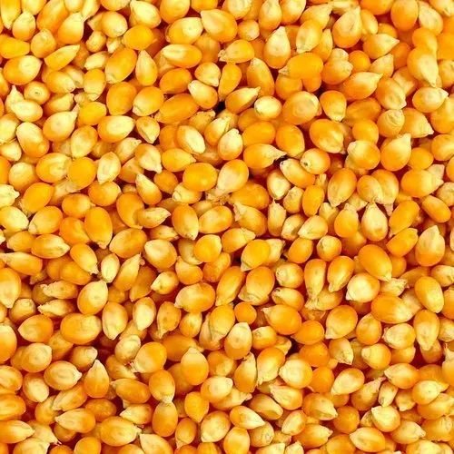 Yellow Maize Seeds
