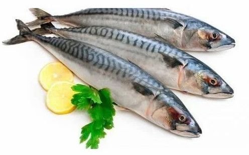 Frozen Whole Mackerel Fish