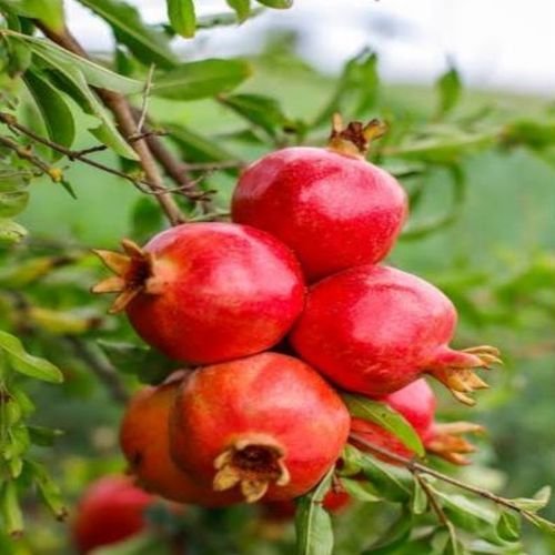 Fresh Pomegranate