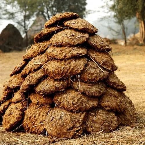 cow dung