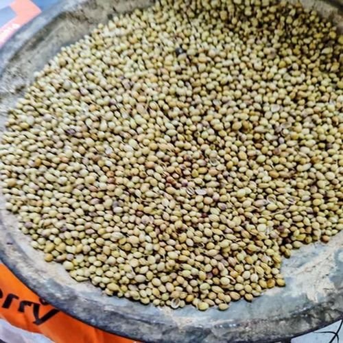 Coriander Seeds