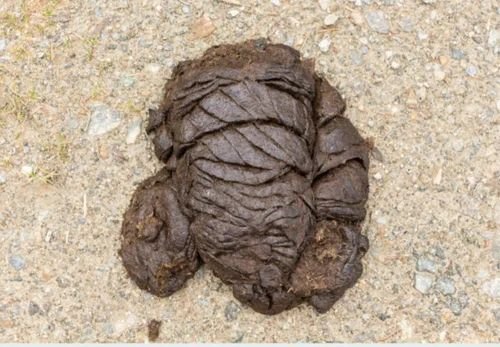 Wet Cow Dung