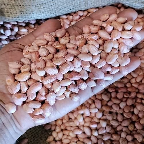 Raw Peanut Kernel