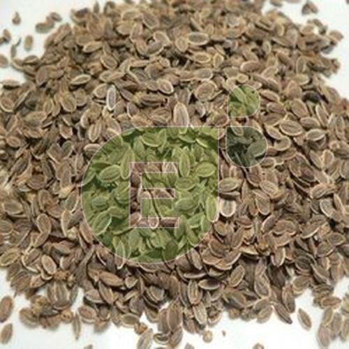 Dill Seeds