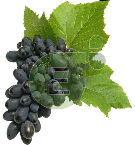 Fresh Black Grapes
