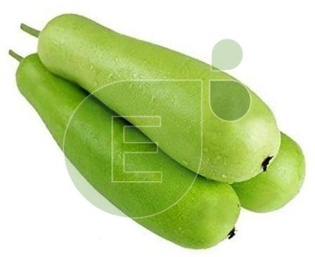 Fresh Bottle Gourd