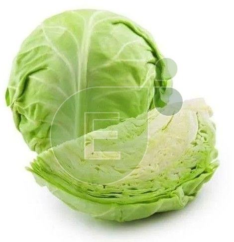 Fresh Cabbage