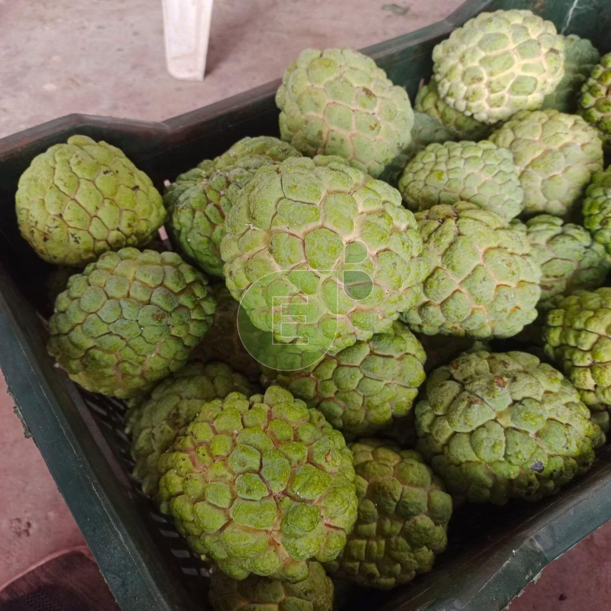 Fresh Custard Apple