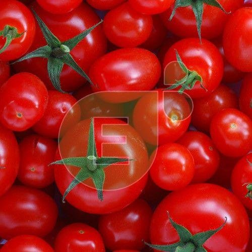 Fresh Tomato