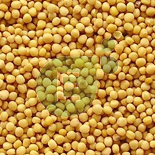 Yellow Mustard Seeds