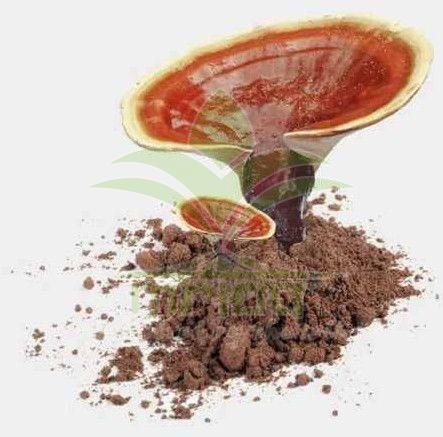 Ganoderma Lucidum Extract Powder