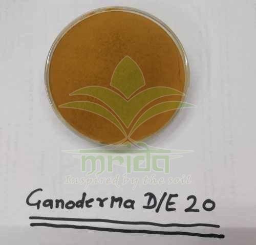 Ganoderma Lucidum Reishi Mushroom