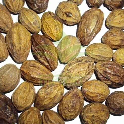 Terminalia Chebula Harde Extract