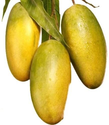 Dasheri Mango
