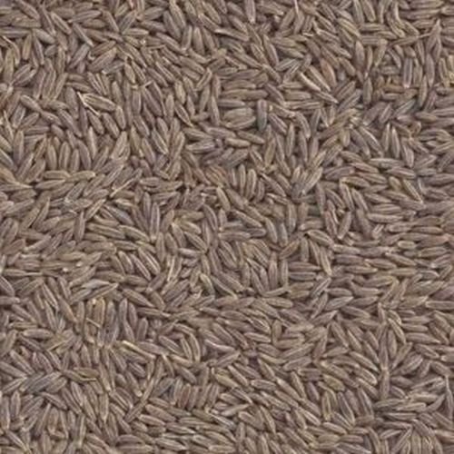 Singapore Quality Cumin Seeds