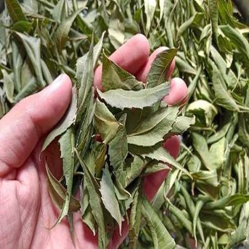Dry Neem Leaves