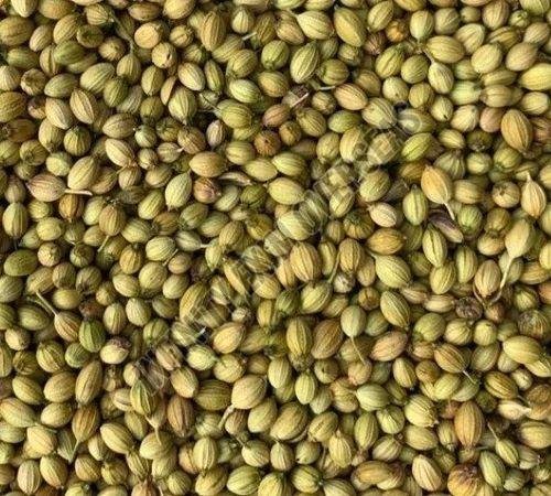 coriander seeds