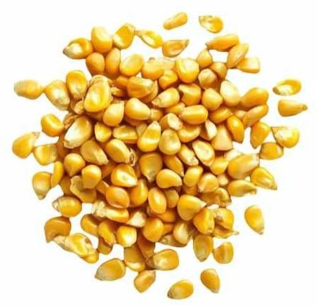 A Grae Yellow Corn Seed