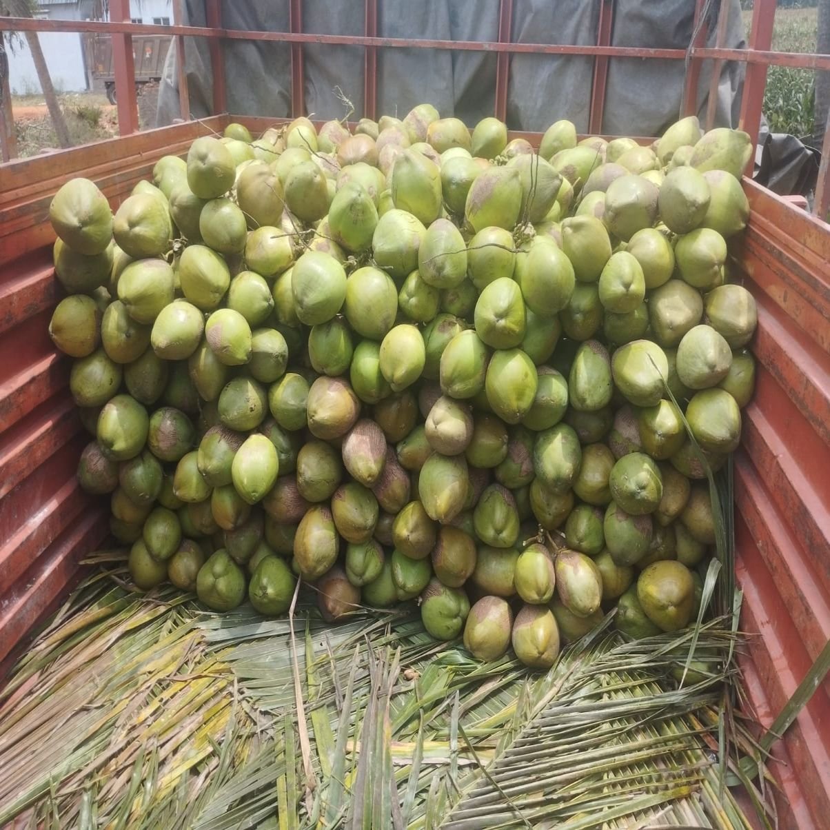 Green Tender Coconut
