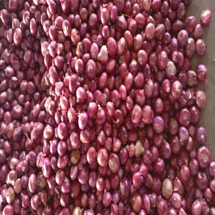 Nashik Bulk Onion