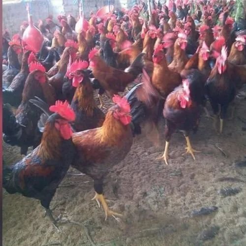 Pure Desi Live Chicken