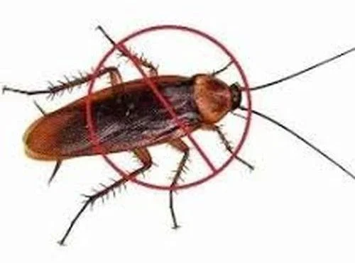 Cockroach Pest Control Services