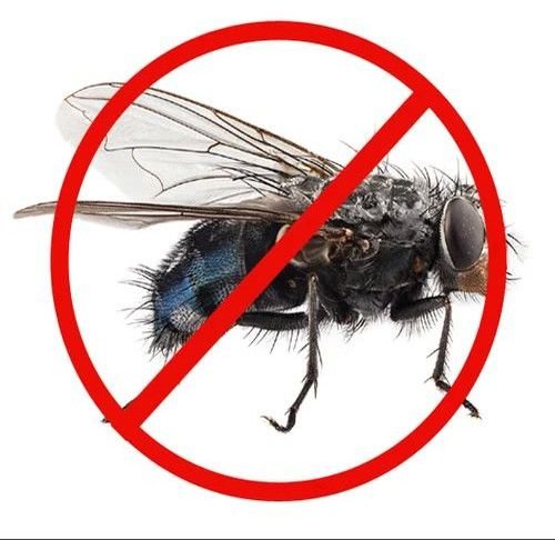 Flies Pest Control Services