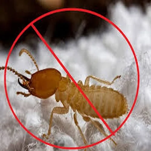 Termite Pest Control Services