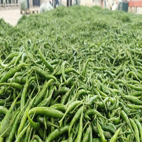 Fresh G4 Green Chilli