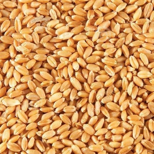 Natural Whole Wheat Seeds