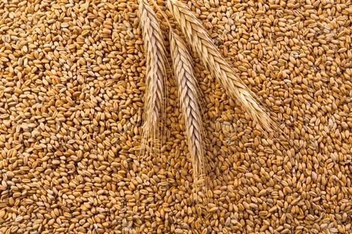 Whole Wheat Seed