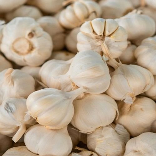 Premium Garlic Bulbs
