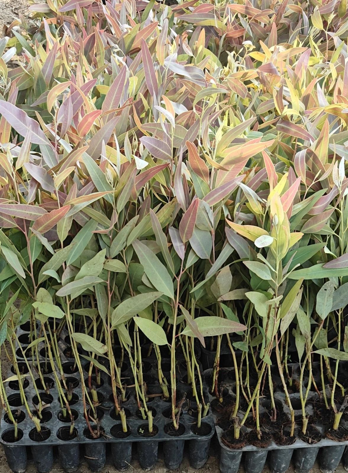 12 Inches Hybrid Eucalyptus Plants