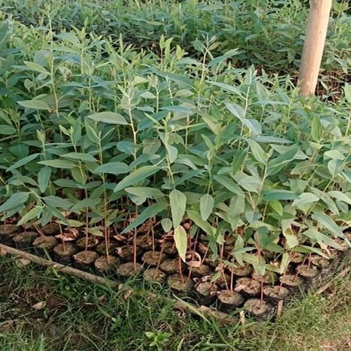 18 Inch Eucalyptus Hybrid Plant 18 Inch Eucalyptus Hybrid Plant