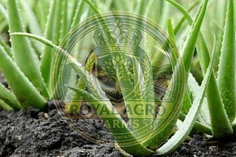 Aloe Vera Baby Plant