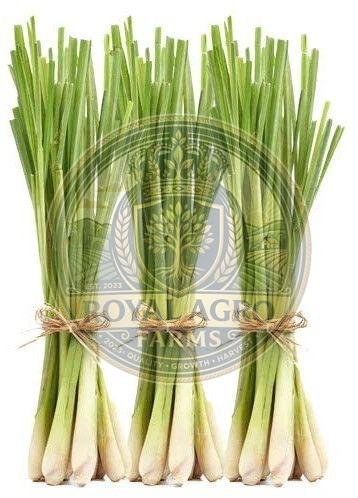 Organic Fresh Lemongrass