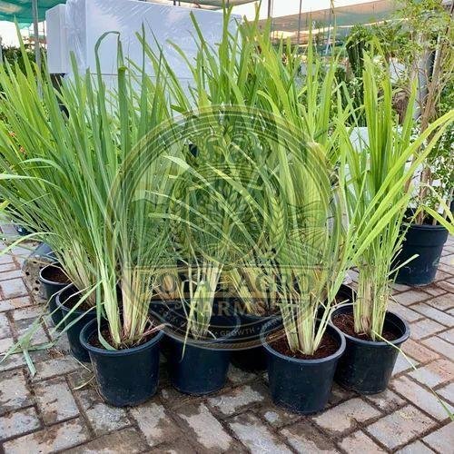 Lemongrass Baby Plant