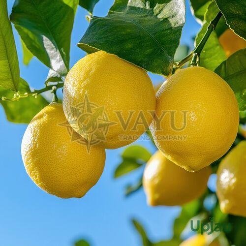 A Grade Fresh Yellow Lemon