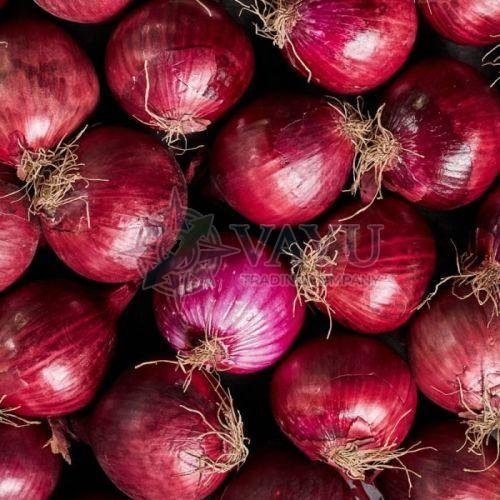 A Grade Fresh Red Onions
