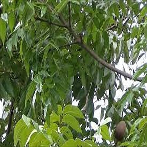 Red African Mahogany Branches