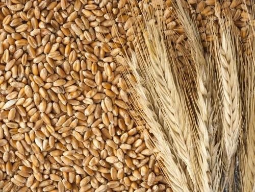 Natural Whole Wheat Seed