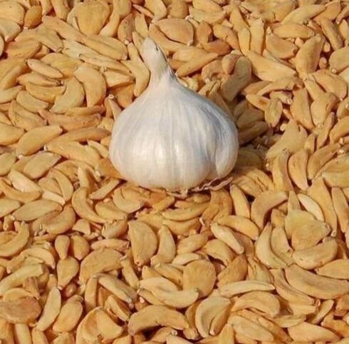 Dehydrated Unsorted Garlic Flakes