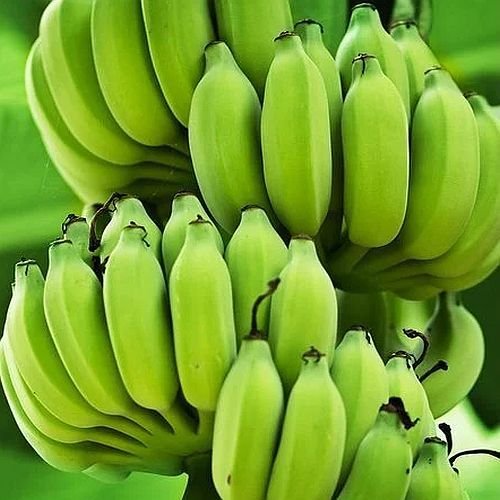 Fresh Raw Banana