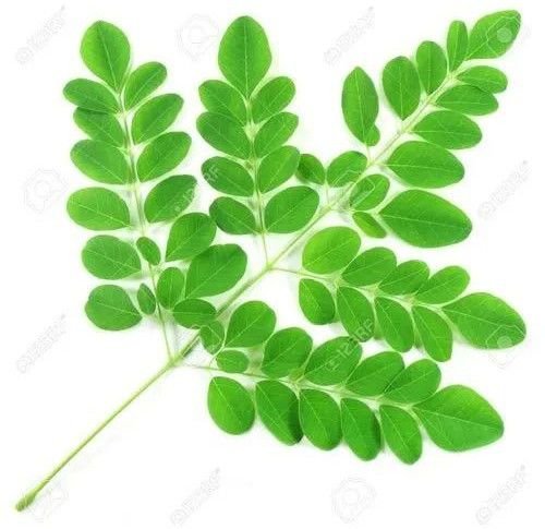Fresh Moringa Leaves
