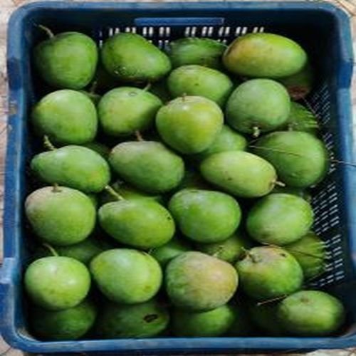 Green Alphonso Mangoes