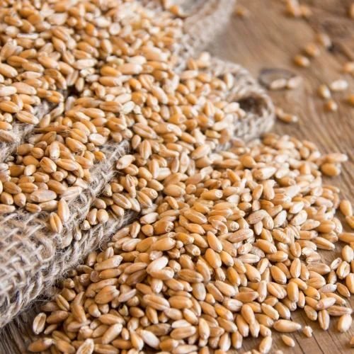 Natural Wheat Seed