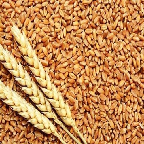 Organic Wheat Seed