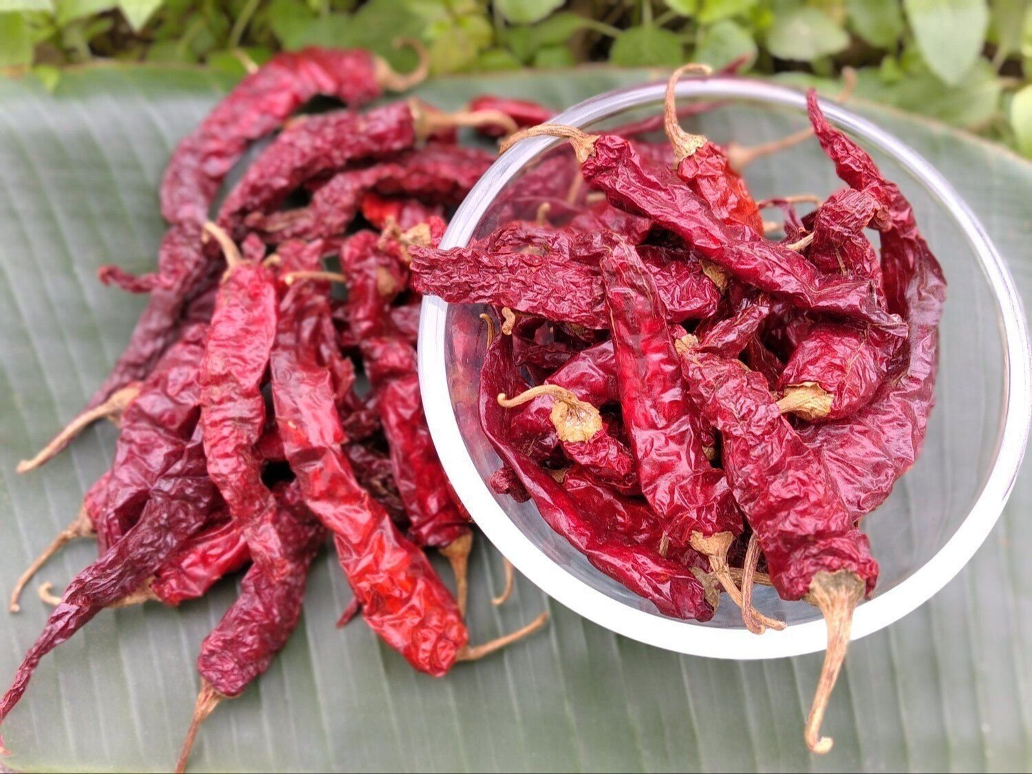 Byadgi Dry Red Chilli
